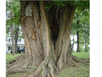 bissell tree 2.jpg
