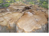 stump1.jpg