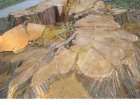 stump2.jpg