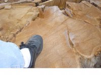 stump3.jpg