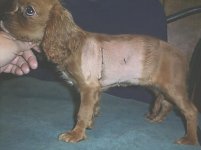 shaved puppy.jpg