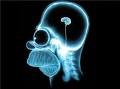 brain small.jpg