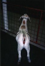 goat2_rear.JPG