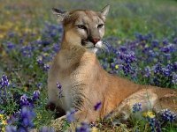 fragrant-wildflowers-cougar-pictures.jpg