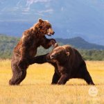 bear cheap shot.jpg