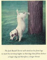 Jackrusselterrior.jpg