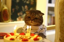 birthday-cat.jpg