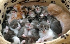 litterbox_2.jpg