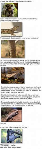 The-Story-of-the-Joint-Smoking-Koala.jpg