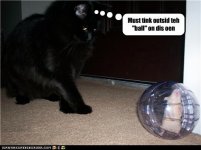 funny-pictures-cat-sees-hamster-in-ball.jpg