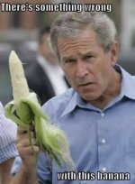 bush.jpeg