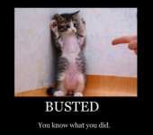 cat busted.jpg