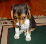 dog ashamed.jpg