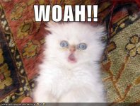 cat whao.jpg