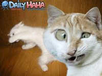 cat wtf.jpg