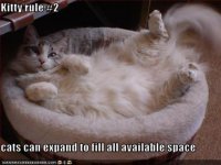 cat14.jpg