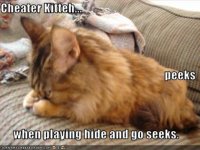 cat13.jpg
