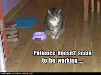cat1.jpg