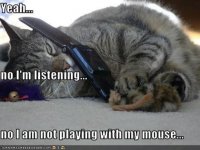 cat3.jpg