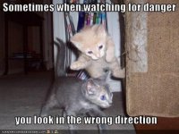 cat9.jpg