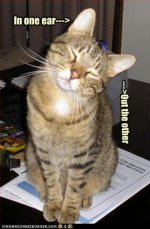 cat2.jpg