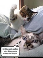 cat19.jpg