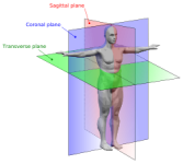250px-Human_anatomy_planes_svg.png