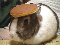 bunny_pancake.jpg