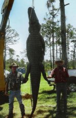gator1 cases.jpg