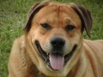 pudge smiling.jpg
