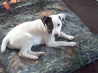 jack russell.jpg