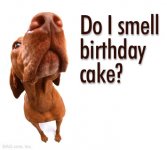 Do-I-Smell-Birthday-Cake.jpg