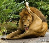 40nov14-licking-lion.jpg
