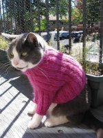 cat sweater.jpg