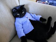 cat_blue_sweater.jpg