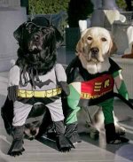 labrador2.jpg