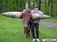 big-horn-bull-2.jpg