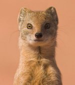 weasel.jpg