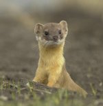 Anudder Weasel for Spiderel.jpg