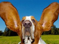 dog.jpg