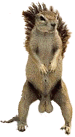 sqtiny[2].gif