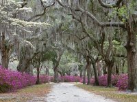 Savannah.JPG