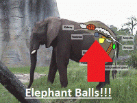 Elephant balls.gif