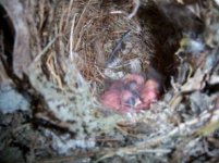 nestingbirds1.jpg