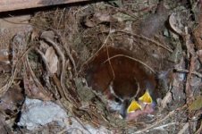 nestingbirds2.jpg