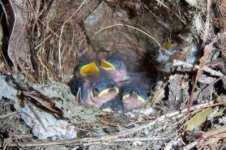 nestingbirds3.jpg