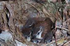 nestingbirds4.jpg