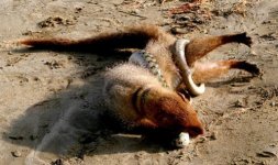 mongoose 5.jpg