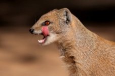 Mongoose_20660552_std.jpg