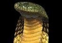 King Cobra.jpg